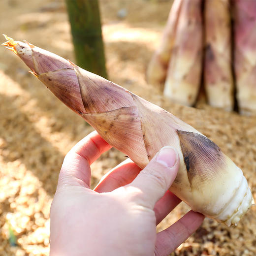 临安天目山春笋 | 春季限定美味 正宗原产地现挖现发 皮薄肉厚鲜嫩美味 精挑细选去除老根 煲汤炒菜皆成美味 商品图9