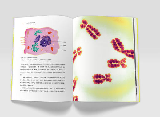 《BBC人体如何工作：照顾好你的身体》 商品图4