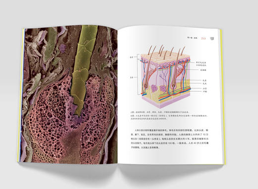 《BBC人体如何工作：照顾好你的身体》 商品图8