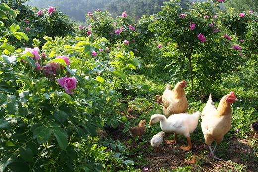 鸡蛋（10枚/斤）---净田社山林自由放养 商品图4