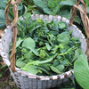 社区团购【小菜园露天种植】菜苔500g 商品缩略图0