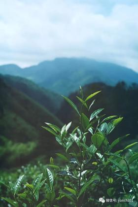 集合12座山头12年福鼎白茶经典的味觉基因，是一种怎样的体验？