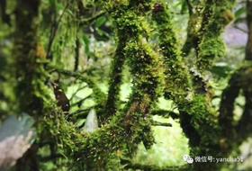 刘安兴：探究“老树肉桂”，解密“肉桂”桂皮香与茶树树龄的关系