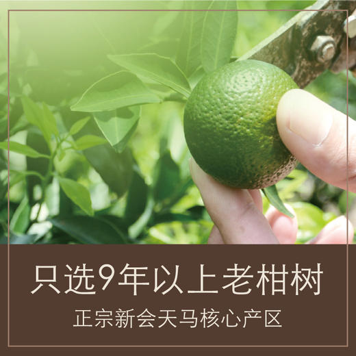 茶叶 小青柑 新会小青柑 宫廷普洱 柑普茶 修哲 茶饮  250g 商品图3