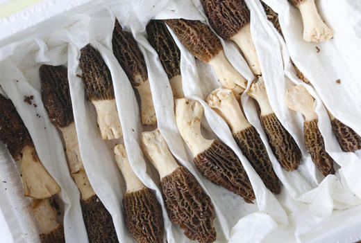 【春日一口鲜】云南高原的鲜羊肚菌 商品图3