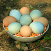 【限量供应】新鲜土鸡蛋 吃水果粮食虫子放养跑山鸡下的蛋30枚 商品缩略图2