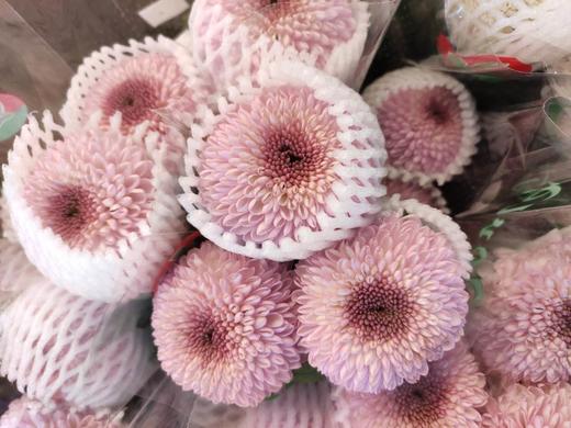 乒乓菊粉色约910支扎