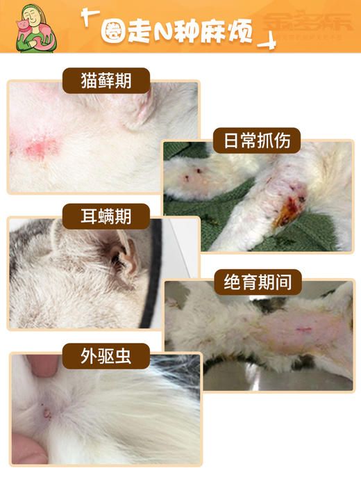 金多乐伊丽莎白圈 商品图4