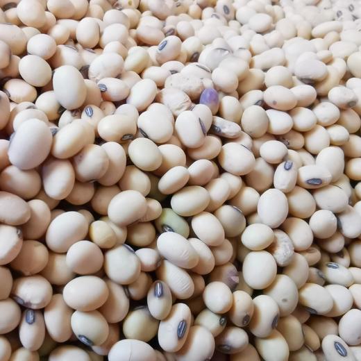 老品种黄豆800g