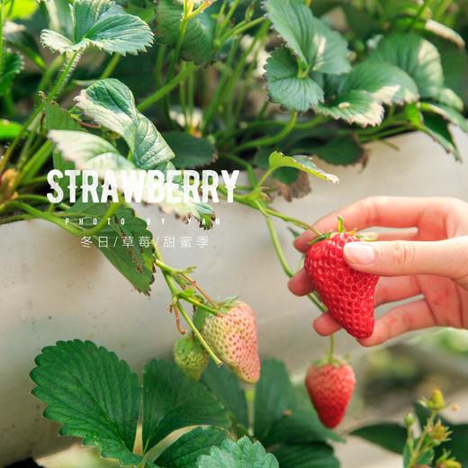 久久草莓500g 商品图2