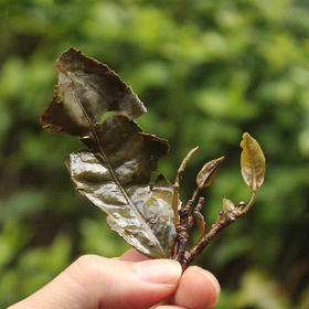 第05问：电焙和炭焙对白茶后期转化有什么区别？