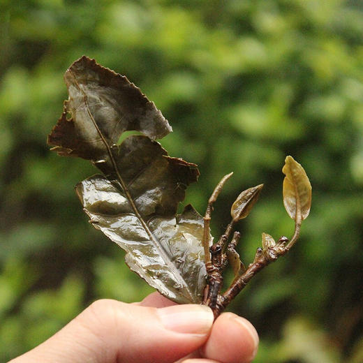 第05问：电焙和炭焙对白茶后期转化有什么区别？ 商品图0