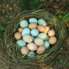 【限量供应】新鲜土鸡蛋 吃水果粮食虫子放养跑山鸡下的蛋30枚 商品缩略图3