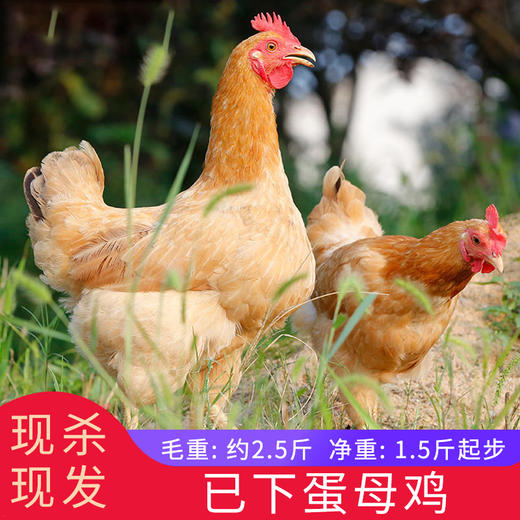 皖南本地老母鸡散养现杀农户黄慧琴毛重约28斤