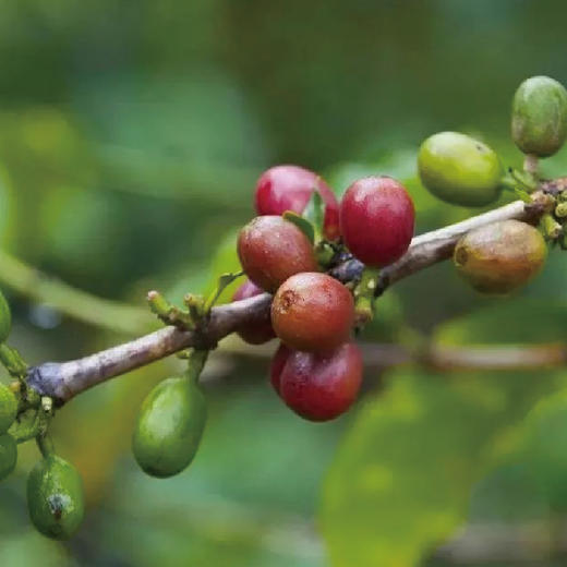 铂澜新品 PNG水洗精品咖啡豆200g 庄园手冲单品 新鲜烘焙可代磨粉 商品图2