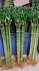 龙爪竹(带根）10支/扎 商品缩略图0