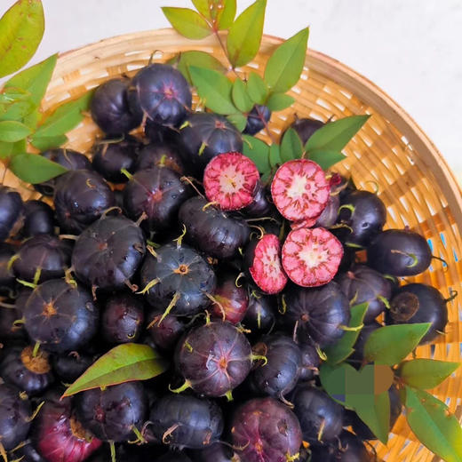 丽江稀有健康水果红果参 富含17种氨基酸 花青素 膳食纤维
