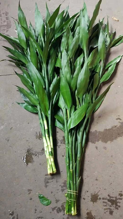 富贵竹（不带根）10支/扎 商品图6