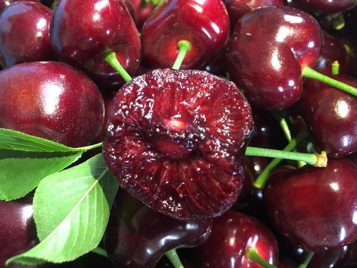 【大连美早樱桃】核心产区10年老树自然熟，原生态种植，无催熟无膨大剂。（72小时内发货，节假日顺延） 商品图8