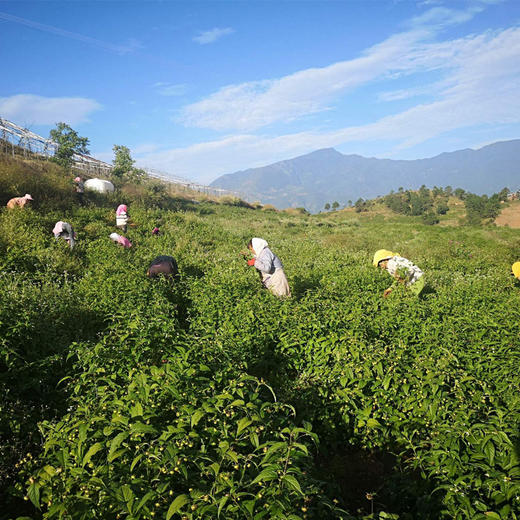 丽江稀有健康水果红果参 富含17种氨基酸 花青素 膳食纤维