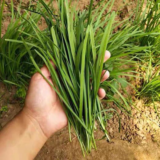 1斤韭菜39元斤临泉农家种植传统土韭菜韭香十足田间直采