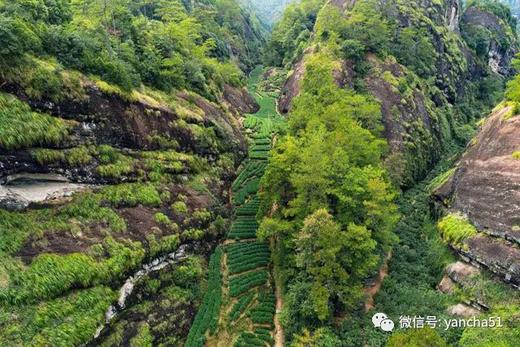 武夷茶区的代表性山场 商品图0