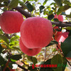 【珠三角包邮】陕西洛川苹果 约75mm果径 10斤±4两/箱（次日到货） 商品缩略图1
