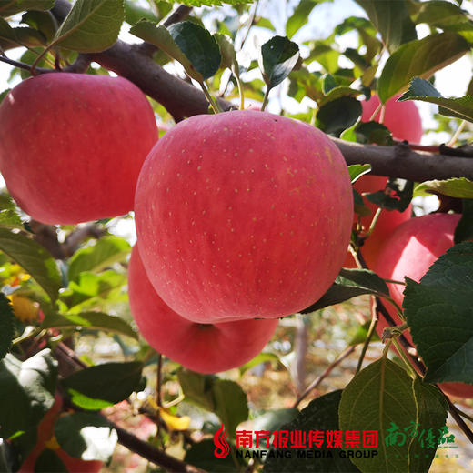 【珠三角包邮】陕西洛川苹果 约75mm果径 10斤±4两/箱（次日到货） 商品图1