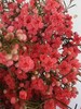 蜡花重瓣红色，10支一扎，枝条长60公分，单把出售 商品缩略图0