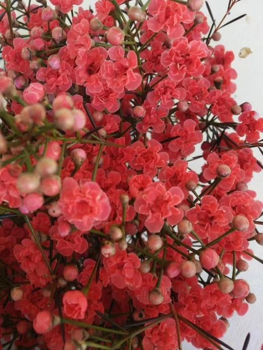 蜡花重瓣红色，10支一扎，枝条长60公分，单把出售 商品图0