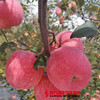 【珠三角包邮】陕西洛川苹果 约75mm果径 10斤±4两/箱（次日到货） 商品缩略图2