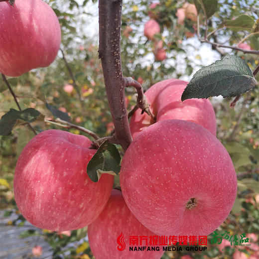 【珠三角包邮】陕西洛川苹果 约80mm果径  10斤±4两/  箱（次日到货） 商品图1