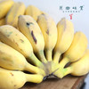 生态老实芭蕉（又名粉蕉）/香蕉（基地直发-顺丰包邮） | 2.8斤，4.8斤，来自云南玉溪，生产者：张扬【合作生产，公平贸易】 商品缩略图5