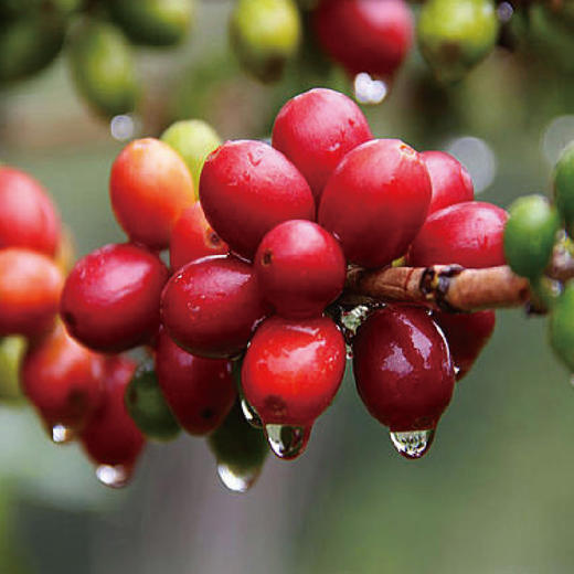 印度尼西亚苏门答腊lintong曼特宁三次手选g1草本奶油巧克力