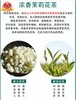 碧潭飘雪•茉莉花茶（六窨一炒） 商品缩略图4