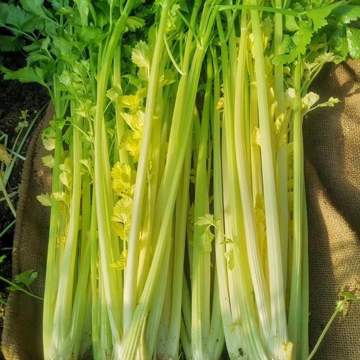 【马家沟芹菜】平度特产,空心无筋, 基地直供,现摘现发!/顺丰包邮