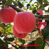 【珠三角包邮】陕西洛川苹果 约80mm果径  10斤±4两/  箱（次日到货） 商品缩略图2
