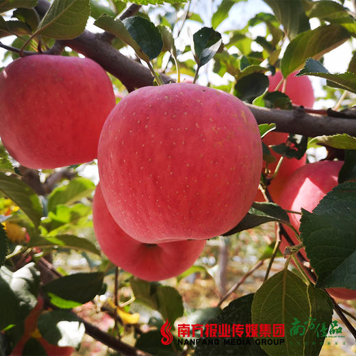 【珠三角包邮】陕西洛川苹果 约80mm果径  10斤±4两/  箱（次日到货） 商品图2