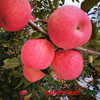 【珠三角包邮】陕西洛川苹果 约75mm果径 10斤±4两/箱（次日到货） 商品缩略图0