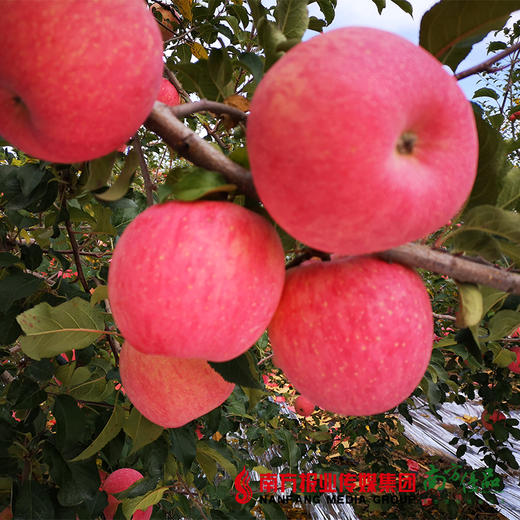 【珠三角包邮】陕西洛川苹果 约80mm果径  10斤±4两/  箱（次日到货） 商品图3