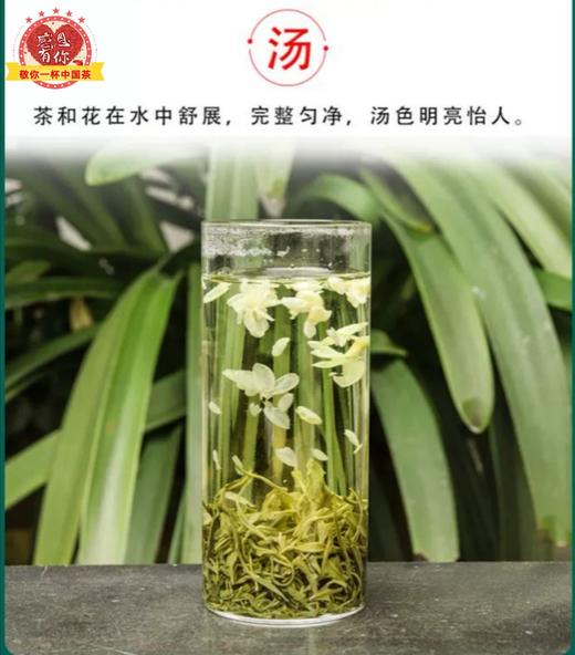 碧潭飘雪•茉莉花茶（六窨一炒） 商品图5