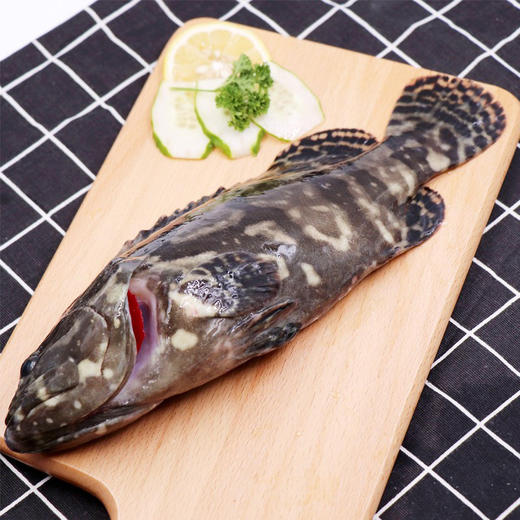【活】石斑鱼(龙胆) 600-700g/条