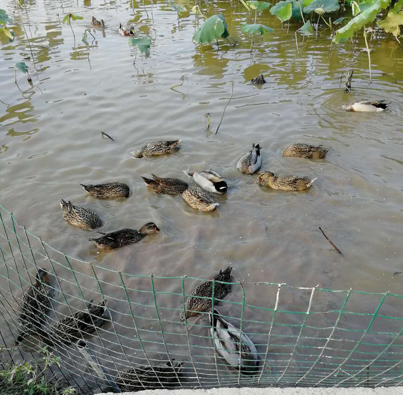 【散养绿头野鸭】600亩荷花池散养，肉质紧实，油脂少，适合炖汤