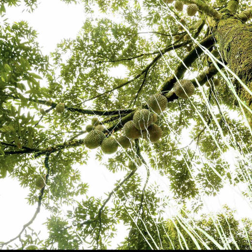 榴莲 马来西亚高山老树猫山王 D197 （ 购买前请看详情） 商品图13