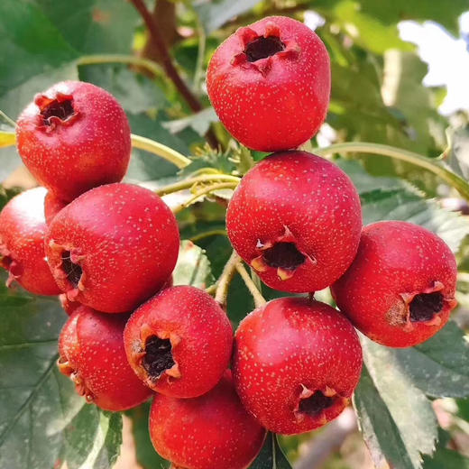 沂蒙山 山楂条500g*3袋/桑椹山楂条400g*3袋/混装 商品图12