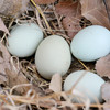 密农人家 农家五谷喂养绿壳土鸡蛋  柴鸡蛋 30枚  绿壳笨鸡蛋 商品缩略图4