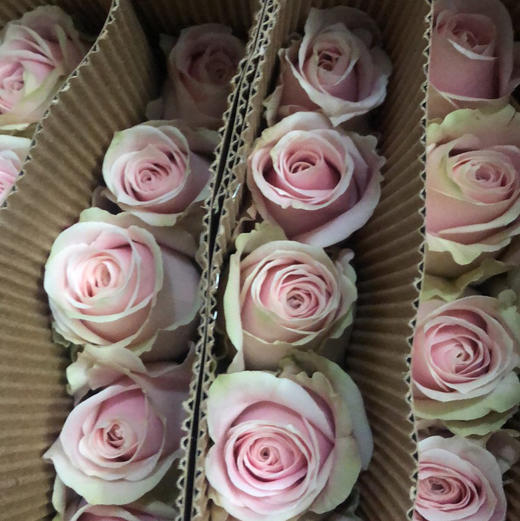 粉红雪山 60Cm 商品图1