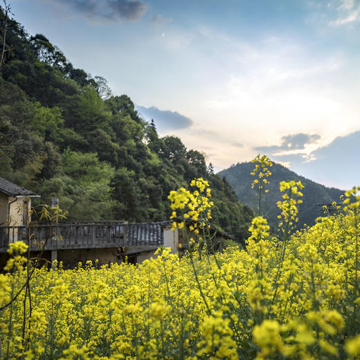 /2026新茶//汪大伯家明前头摘黄山毛峰 荒野生态茶园 黄山歙县深渡镇 商品图12