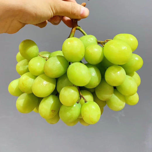 一票难求！火到爆！澳洲•甜地球青提咬起来都能听到嗷嗷脆[色]，纯甜哒～脆甜爽口，无籽多汁，一口一个，过瘾[嘿哈]。营养美味两不误 商品图0