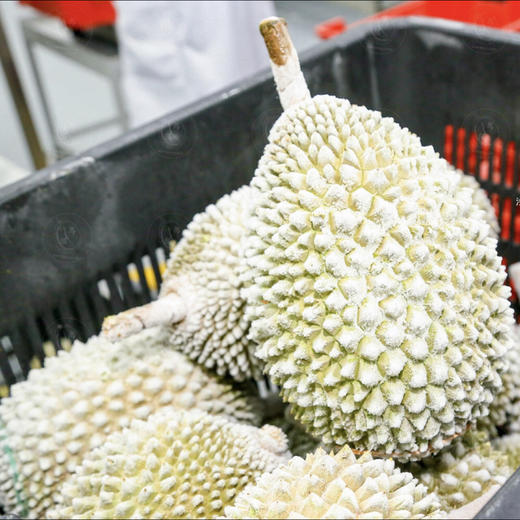 榴莲 马来西亚高山老树猫山王 D197 （ 购买前请看详情） 商品图12